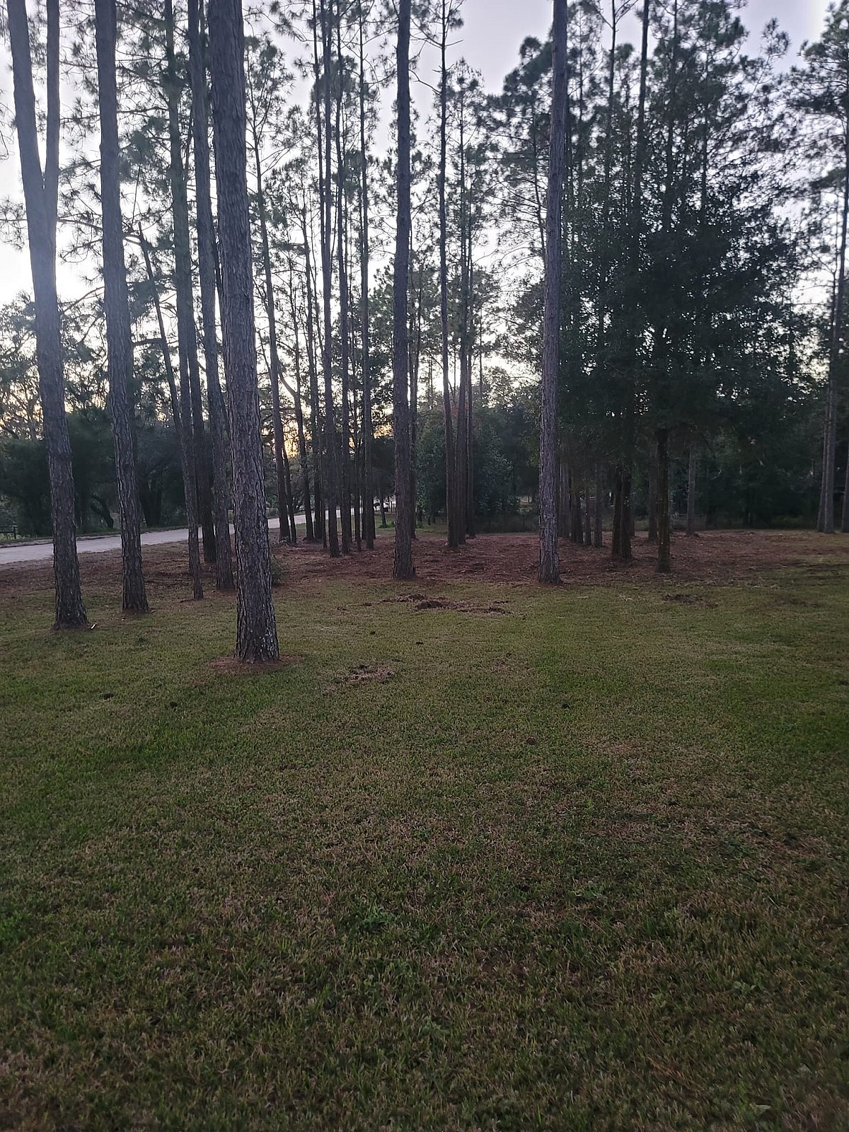 Forestry Mulching