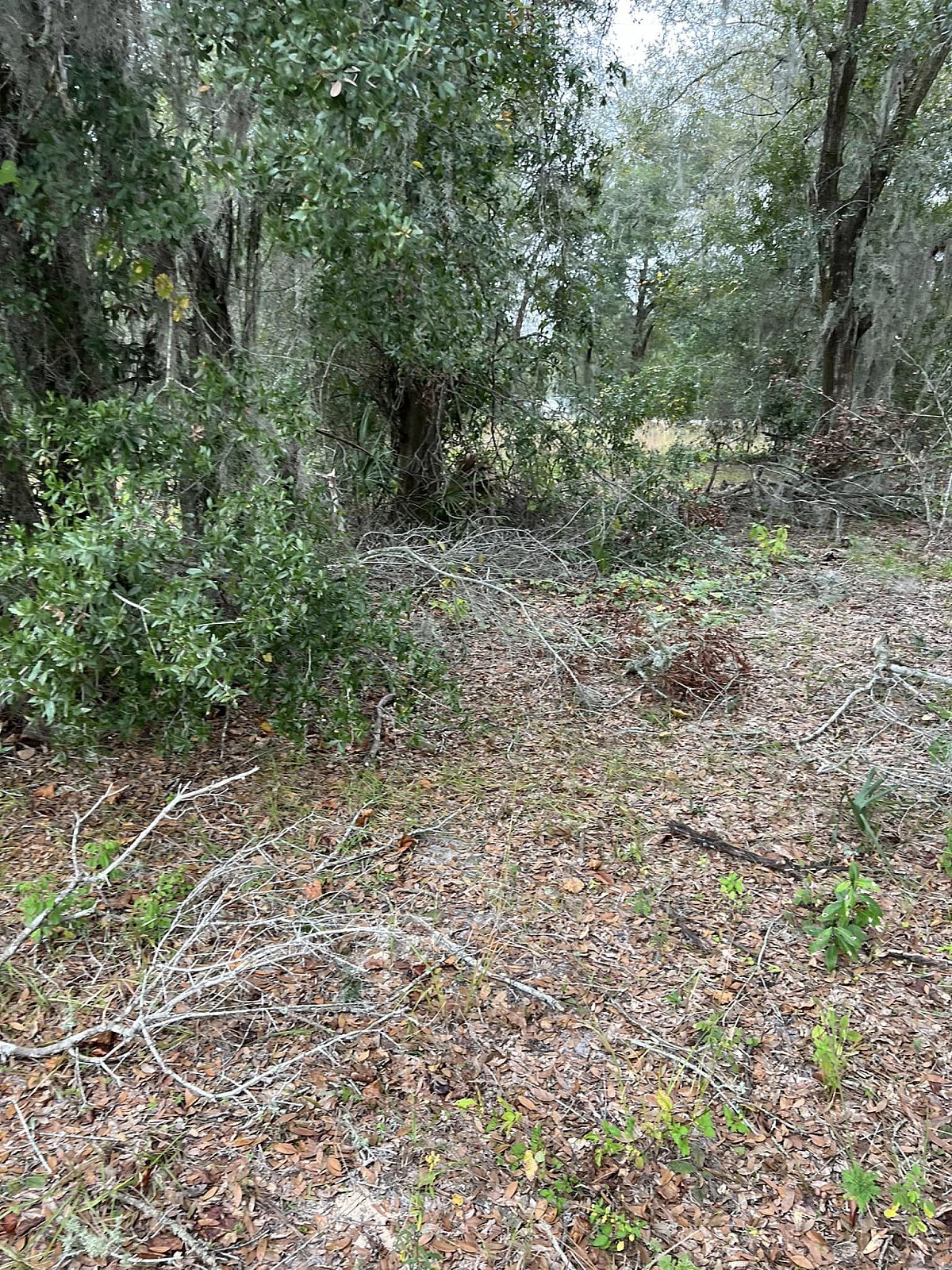 Forestry Mulching