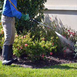 Pest Management