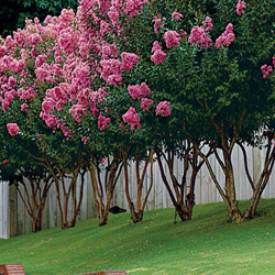 Tree Elevation sm